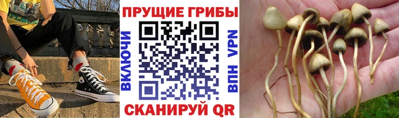 Купить где  Дегтярск  Галлюциногенные грибы Cubensis 